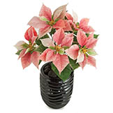 22 inch Pink/White Poinsettia Bush with 5 Flowers (Set of 3)