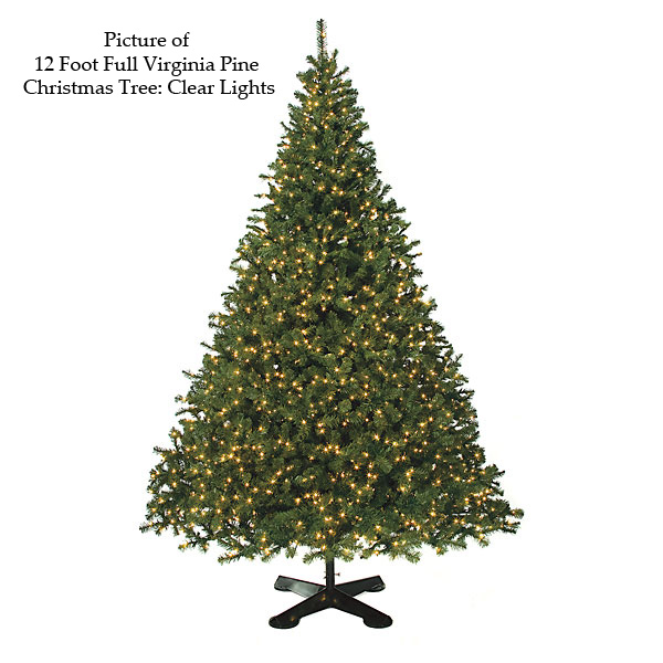 Full Virginia Pine Christmas Tree