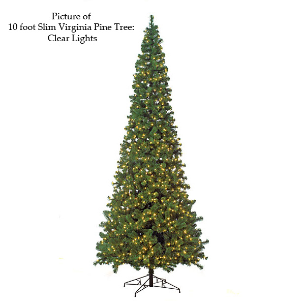 Slim Virginia Pine Tree