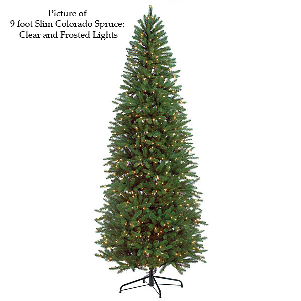 Slim Colorado Spruce Christmas Tree