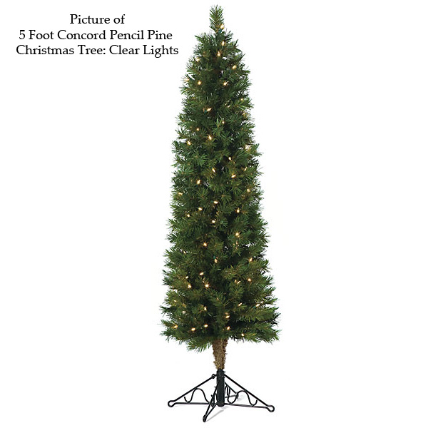 Concord Pencil Pine Tree