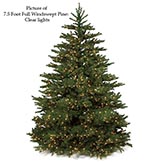 7.5 foot Full Windswept Pine: Unlit