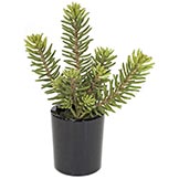 17 inch Artificial Succulent in Ceramic Pot