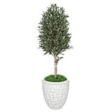 5 foot Artificial Outdoor Olive Leaf Tree with Natural Trunk: Potted