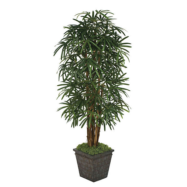 7 foot Silk Lady Palm Tree: Potted