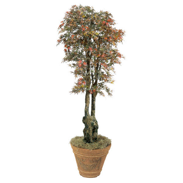 6.5 foot Silk Mini Japanese Maple with Natural Trunks: Potted
