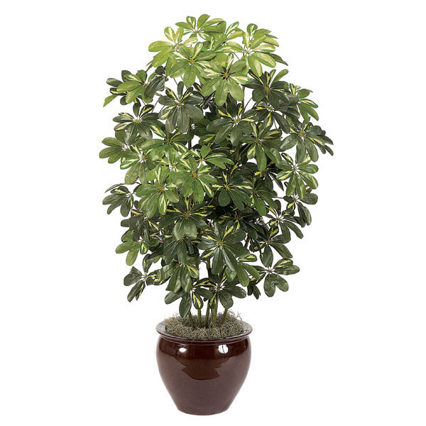 5 foot Artificial Baby Schefflera Plant: Potted