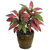 34 inch Artificial Cordyline Plant: Potted (Set of 2)