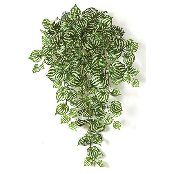 33 Inch Artificial Peperomia Vine Bush: Unpotted