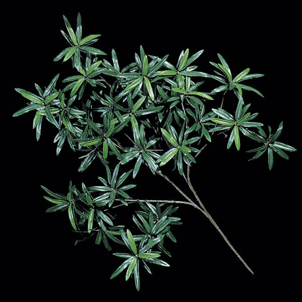 29 inch Artificial Podocarpus Branch (Set of 6)