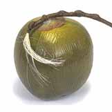 5.5 inch Artificial Coconut (Set of 6)