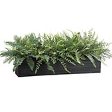 16 inch Mixed Fern in Wood Box