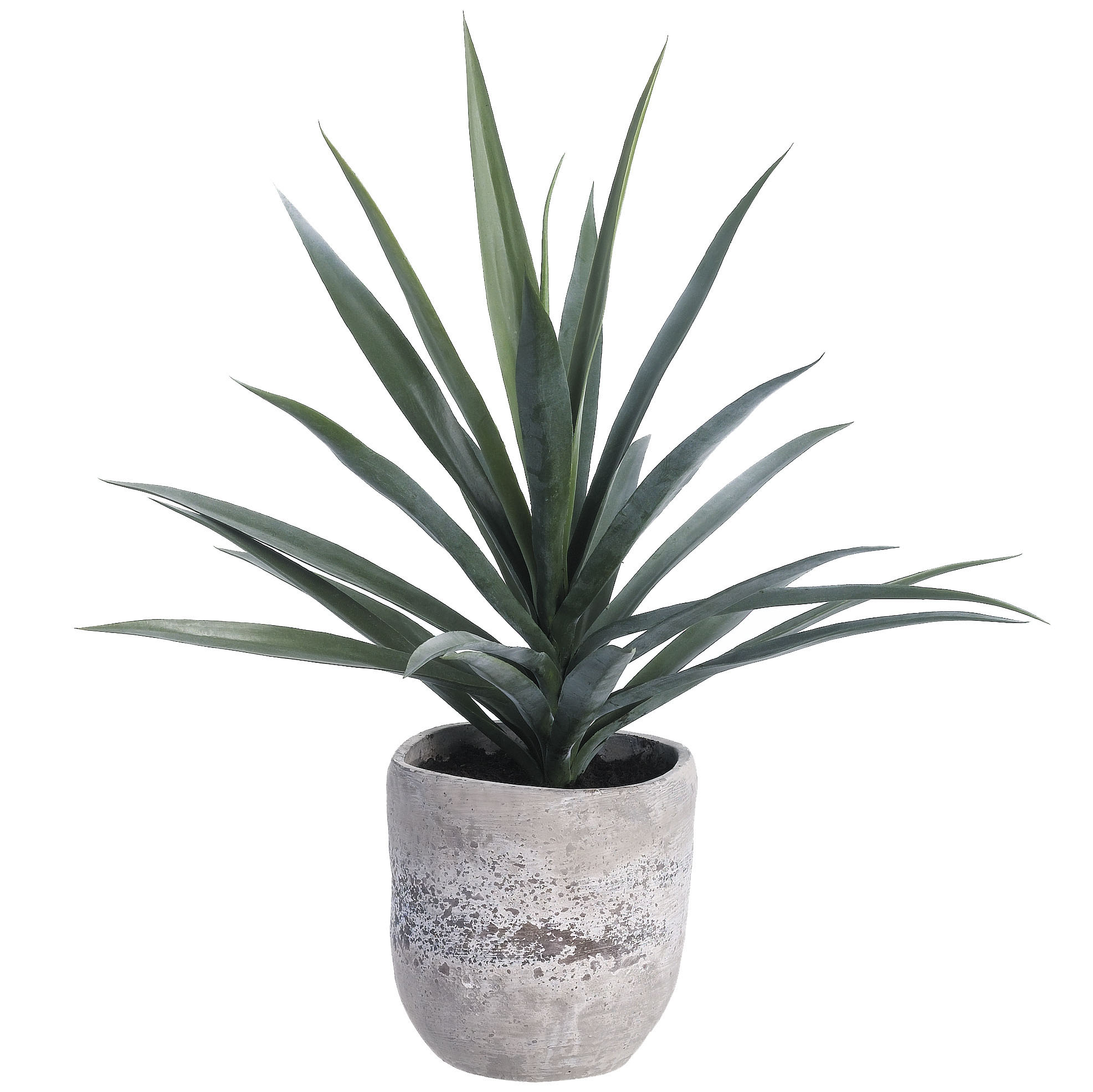 inch Yucca Plant Cement Planter