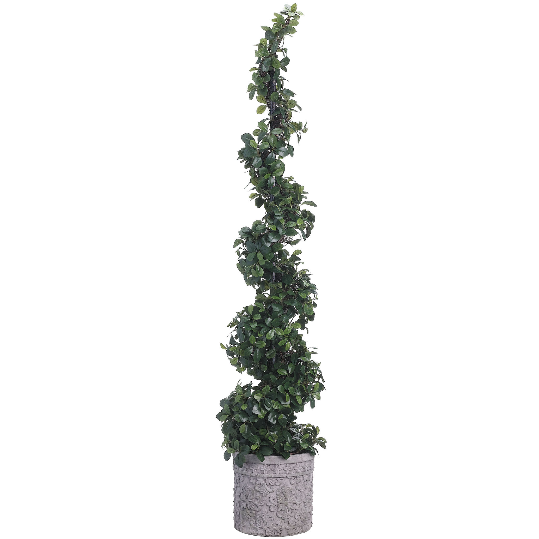 66 Inch Citrus Leaf Spiral Topiary In Terra Cotta Planter