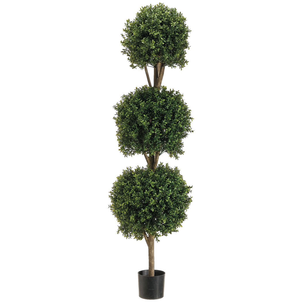 5 Foot Outdoor Triple Ball Boxwood Topiary: Potted