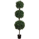 6 foot Triple Ball Boxwood Topiary: Potted