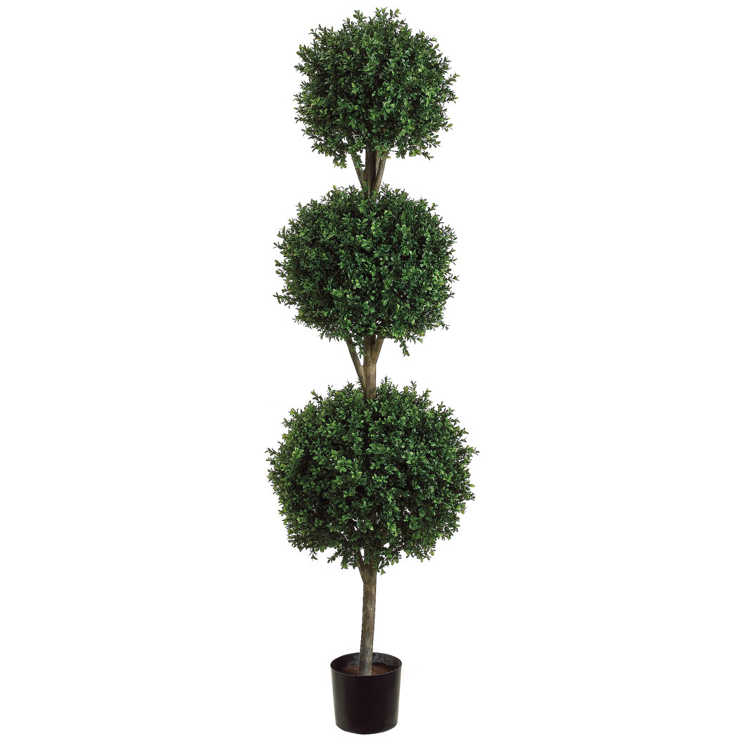 6 Foot Triple Ball Boxwood Topiary: Potted