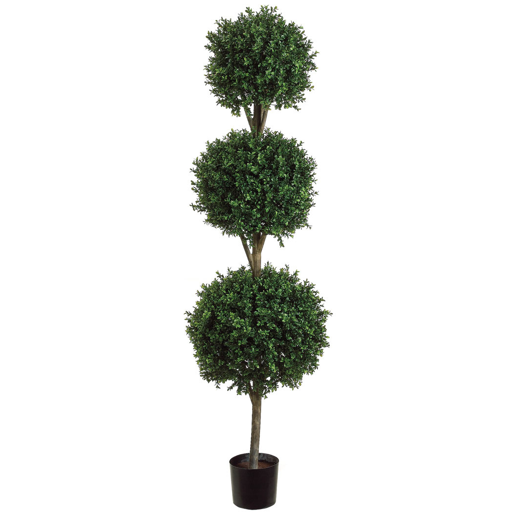 6 foot Triple Ball Boxwood Topiary: Potted