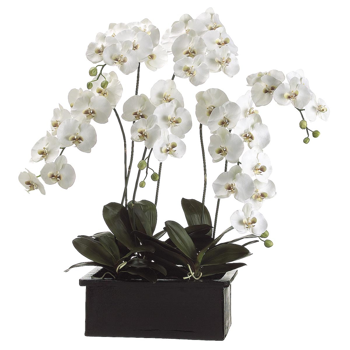 42 inch Phalaenopsis Orchid Plant in Terra Cotta Pot