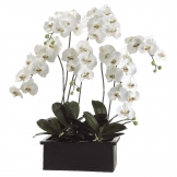 42 inch Phalaenopsis Orchid Plant in Terra Cotta Pot