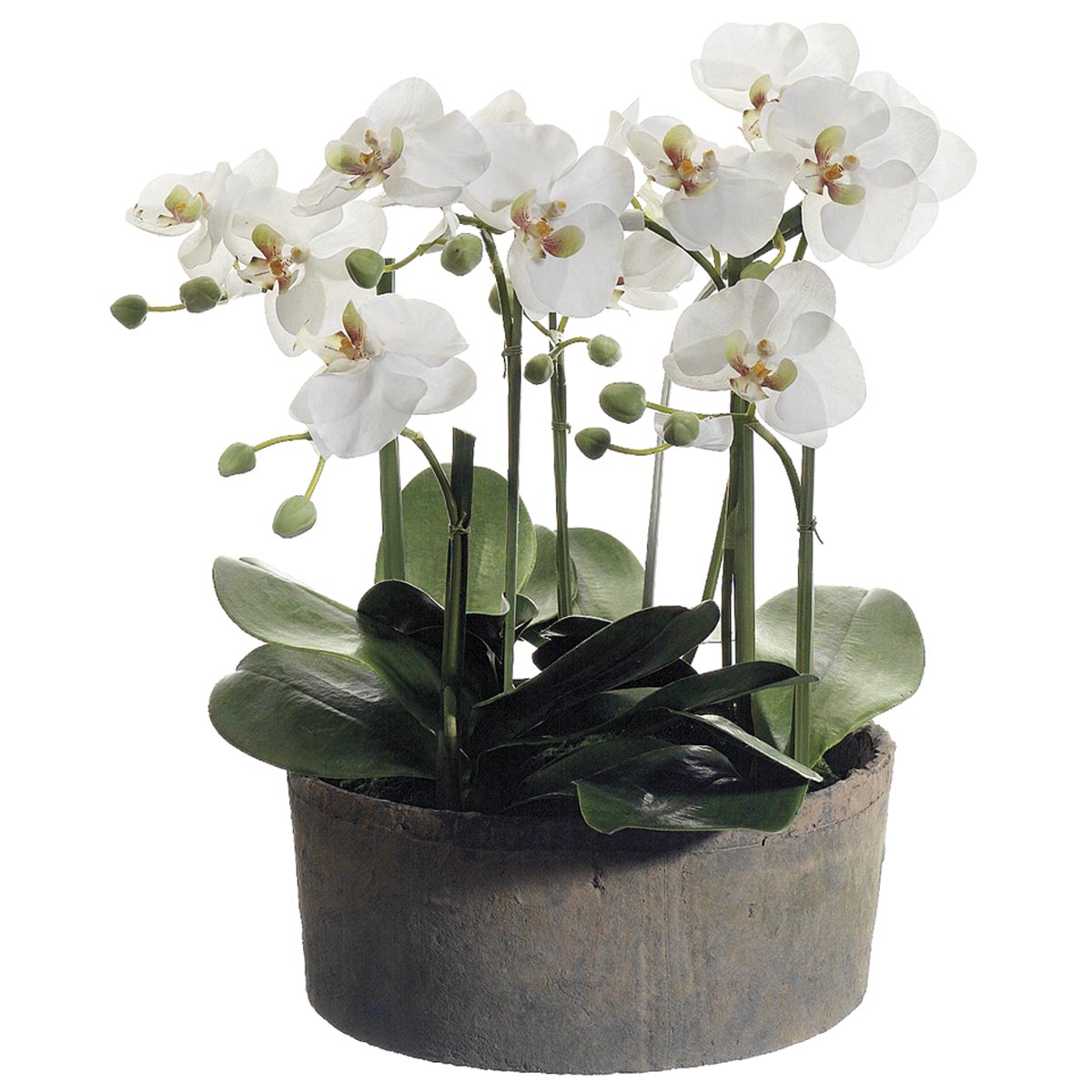 19 Inch Phalaenopsis Orchid Plant In Clay Pot
