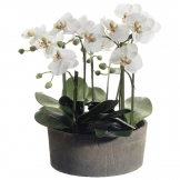 19 inch Phalaenopsis Orchid Plant in Clay Pot
