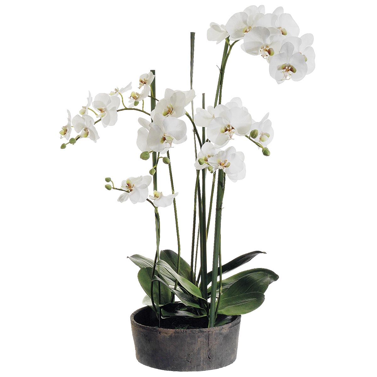 37 Inch Phalaenopsis Orchid Plant In Clay Pot