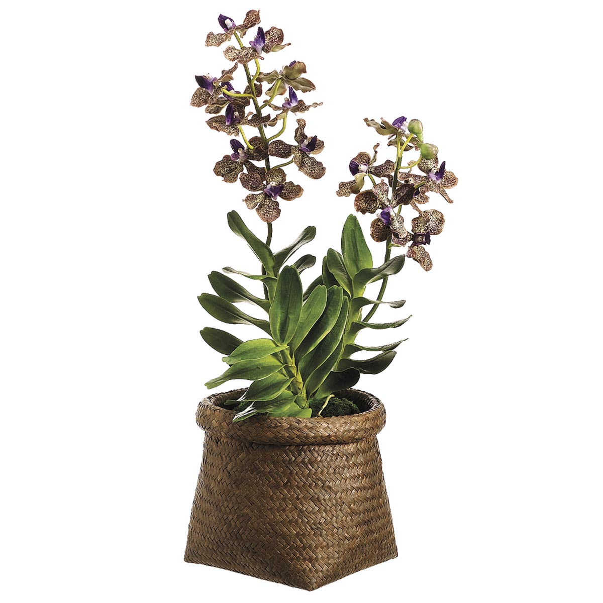 22 inch Vanda Orchid Plant in Basket LHO280PU/GR