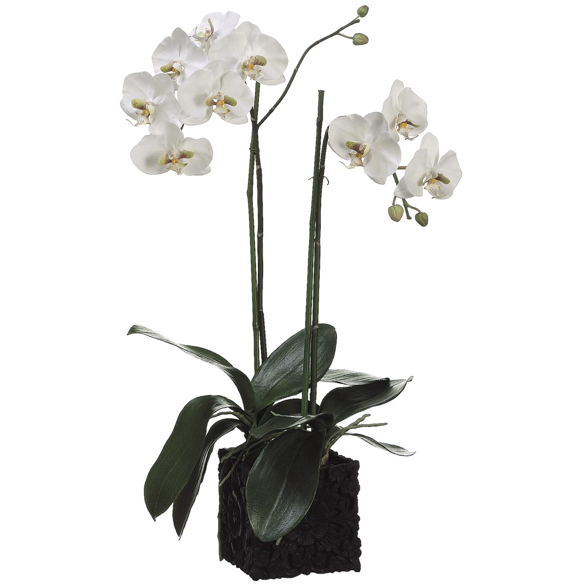 31 Inch Phalaenopsis Orchid Plant In Poly Resin Container