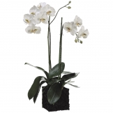 31 inch Phalaenopsis Orchid Plant in Poly Resin Container