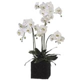 37 inch Phalaenopsis Orchid Plant in Poly Resin Container