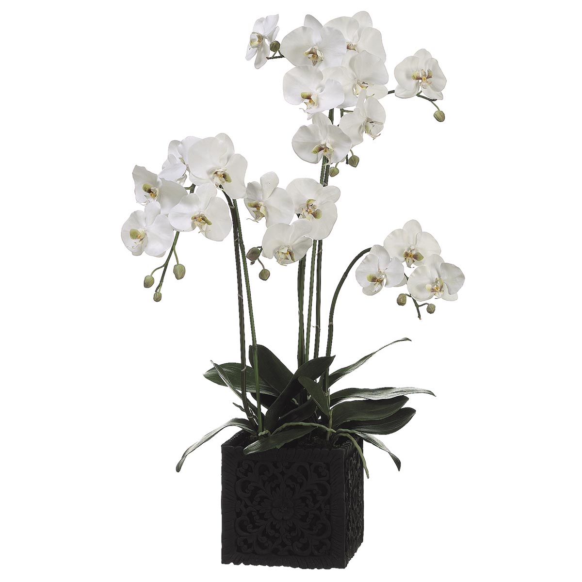 37 Inch Phalaenopsis Orchid Plant In Poly Resin Container