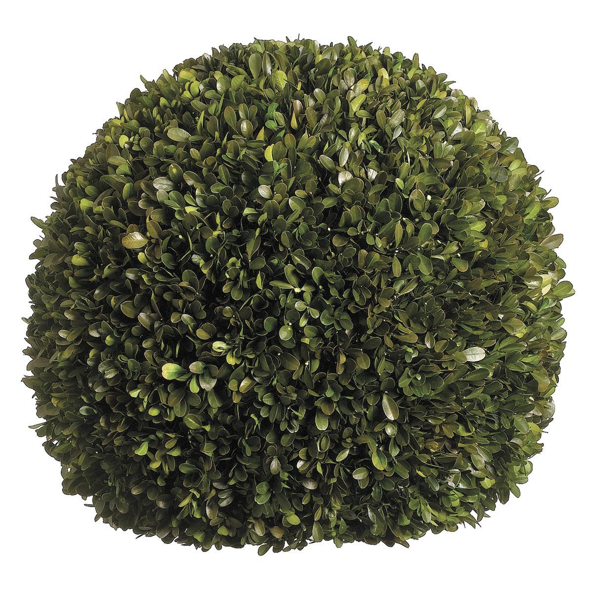 17 Inch Preserved Boxwood Ball