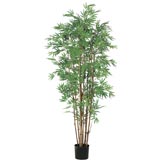 5 foot Japanese Bamboo Tree: Potted
