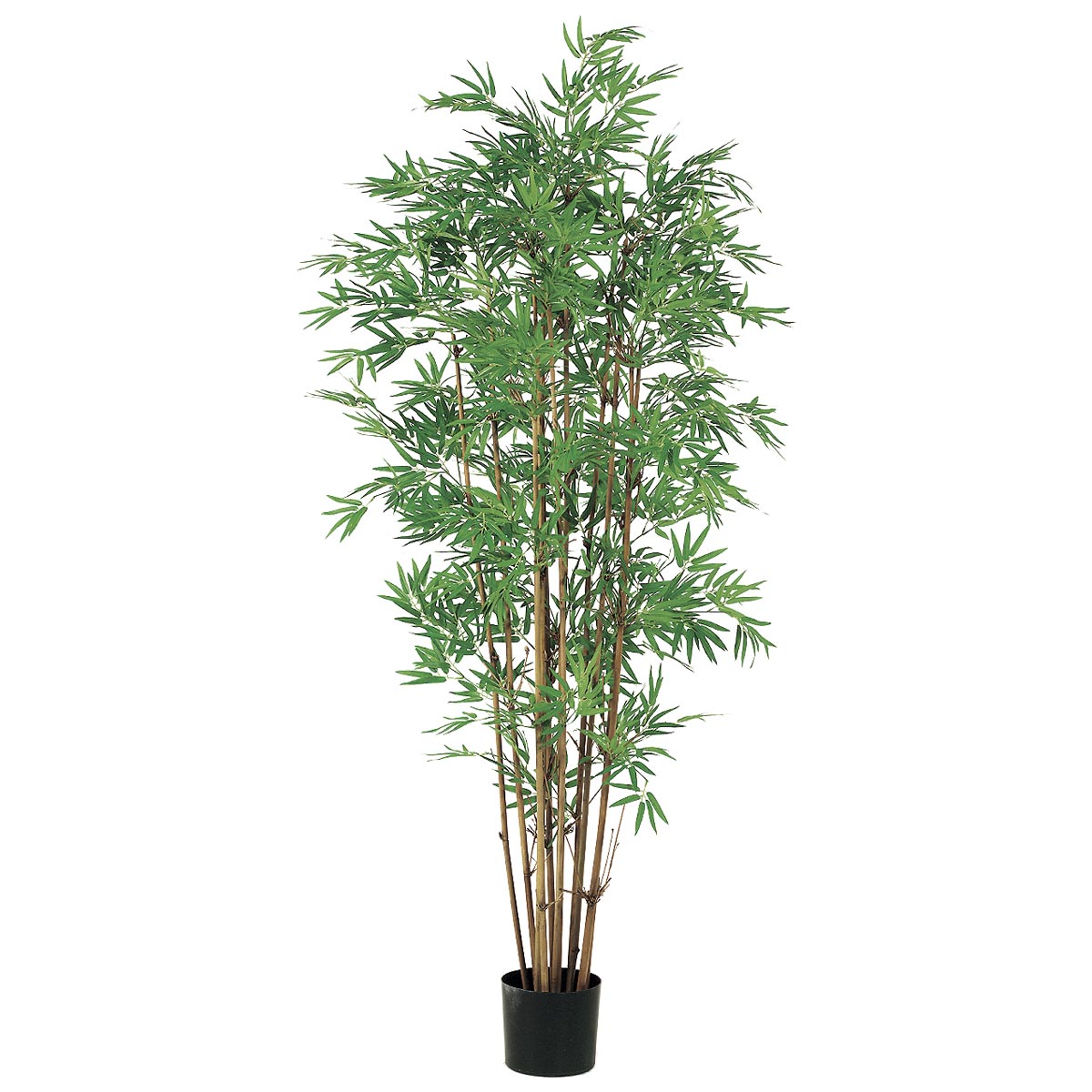 5 foot Japanese Bamboo Tree: Potted
