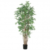 5 foot Japanese Bamboo Tree: Potted
