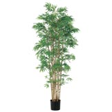 6 foot Japanese Bamboo Tree: Potted