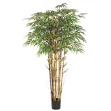 6 foot Natural Trunk Bamboo Tree: Potted