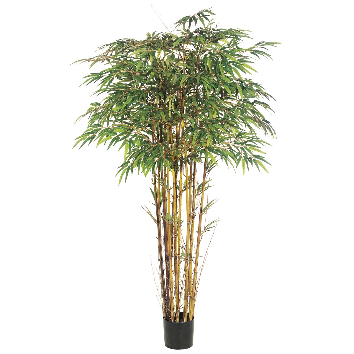 6 foot Natural Trunk Bamboo Tree Potted LPB156GR/TT