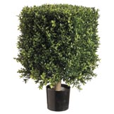 21 inch Square Boxwood Topiary: Potted
