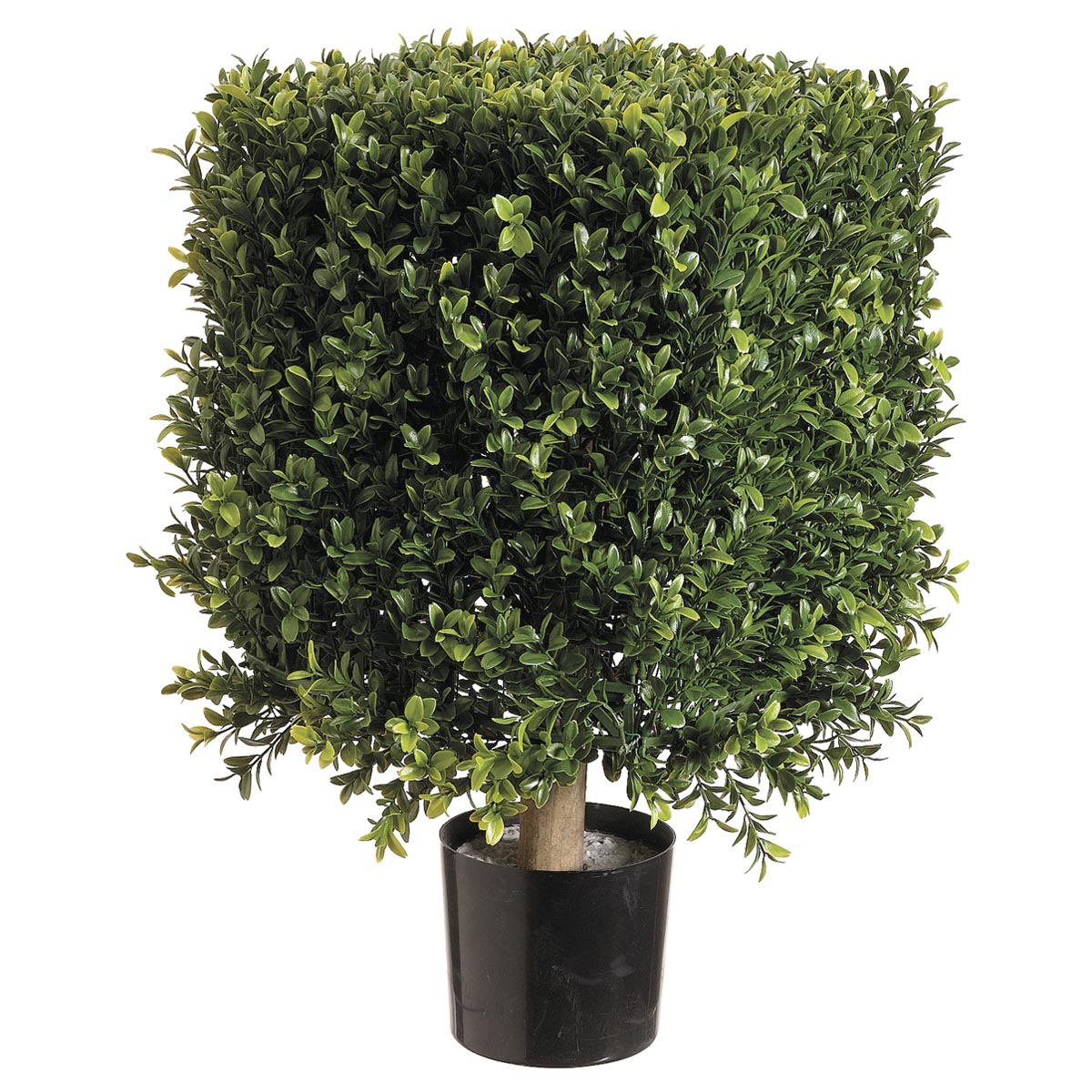 inch Square Boxwood Topiary: Potted
