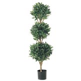 4 foot Triple Ball Sweet Bay Topiary: Limited UV