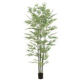 6 foot Bamboo Tree: Potted (Set of 2)