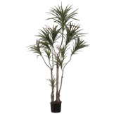 6 foot Outdoor Dracaena Marginata Tree: Limited UV