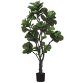 6 foot Eva Fiddle Plant: Potted