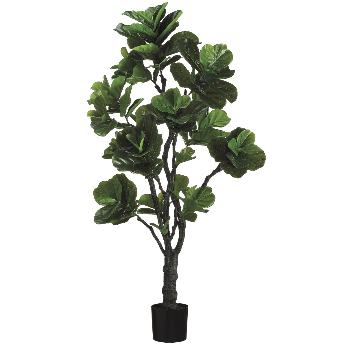 6 foot Eva Fiddle Plant: Potted