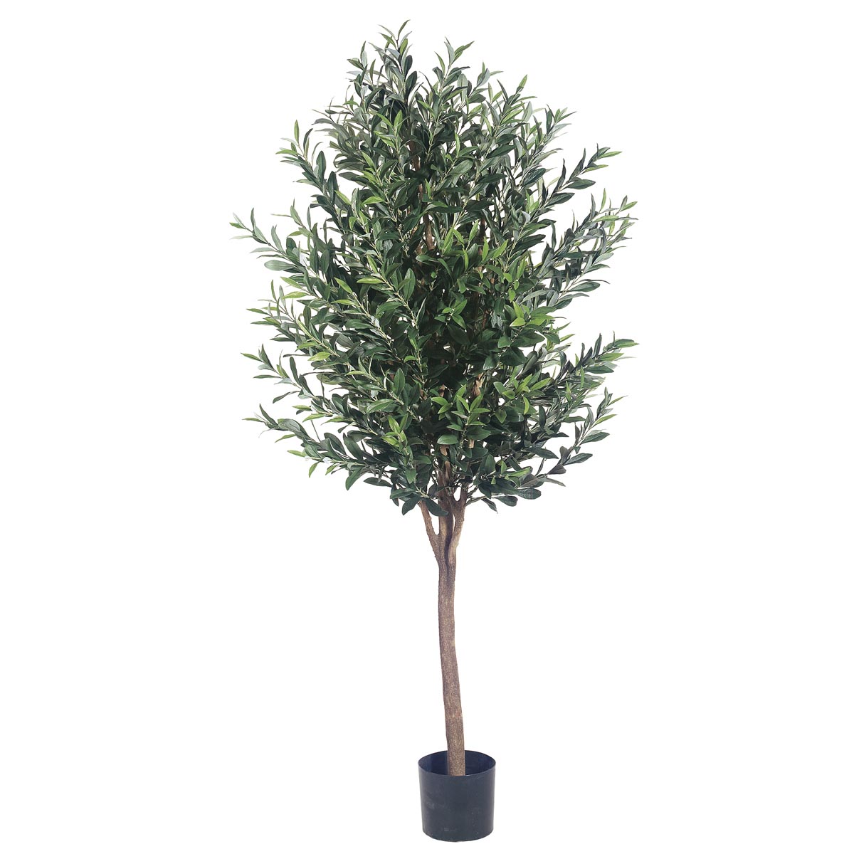 5 Foot Olive Tree: Potted
