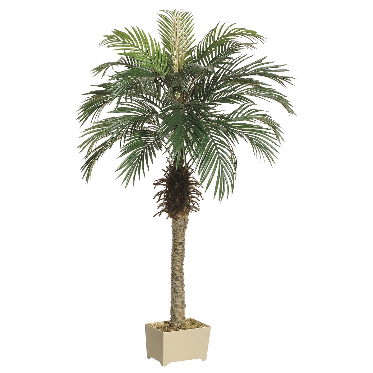 4.5 foot Phoenix Palm Tree in Decorative Pot - ALL1395 - Our Brands Imagine how beautiful your room would look with th sku ALL1395