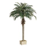 5.5 foot Phoenix Palm Tree in Decorative Pot