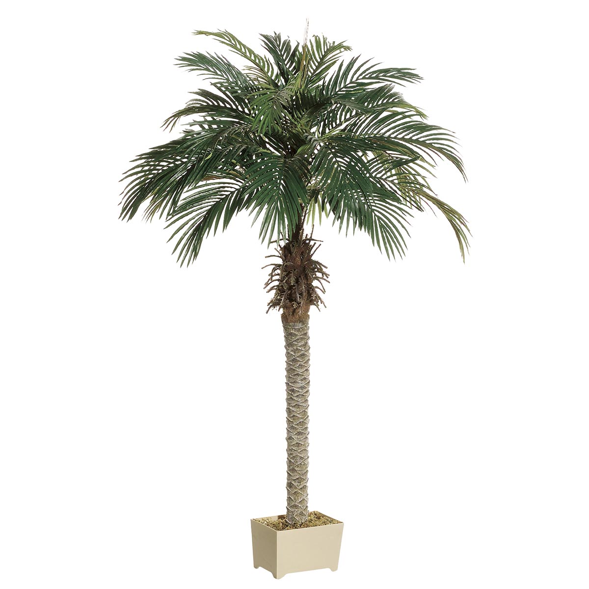 ALL1396 5.5 foot Phoenix Palm Tree in Decorative Pot sku ALL1396